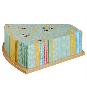 Monocot Stem Structure